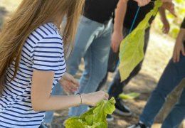 Students practically familiarized with the final harvesting of tobacco leaves and the process of their hanging